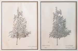 Eastern Hemlock: Snow and Thaw, Glen Helen