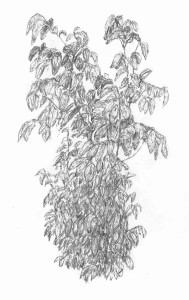 Kaki tree