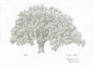 Live Oak (15.11)
