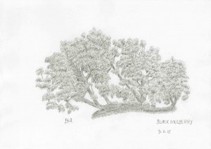Black Mulberry (15.15)