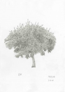 Medlar (15.15)