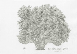 Horse Chestnut (15.22)