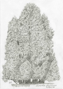 Wellingtonia (15.25)