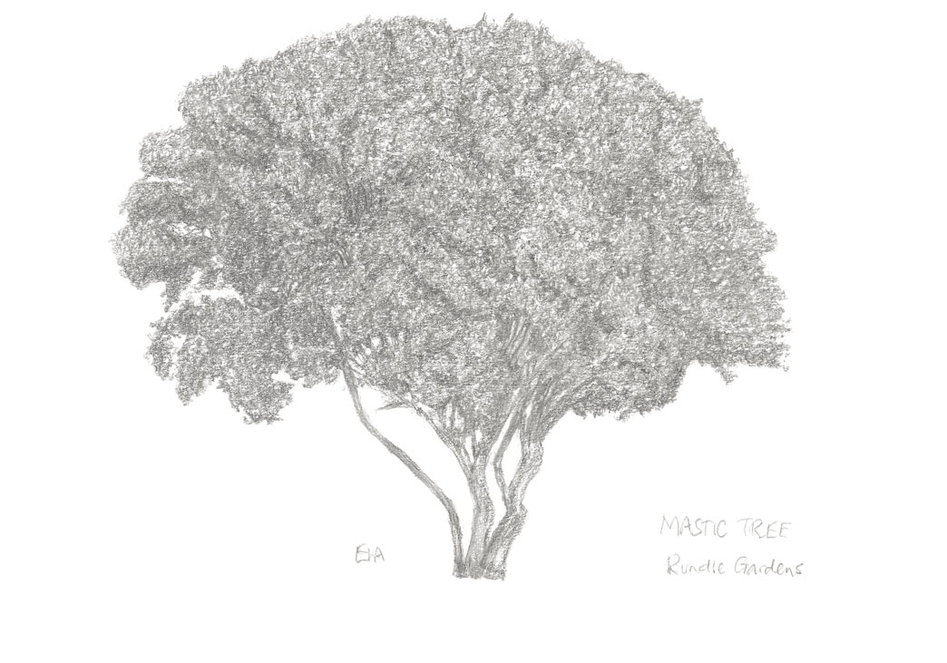 2018 Tree drawings