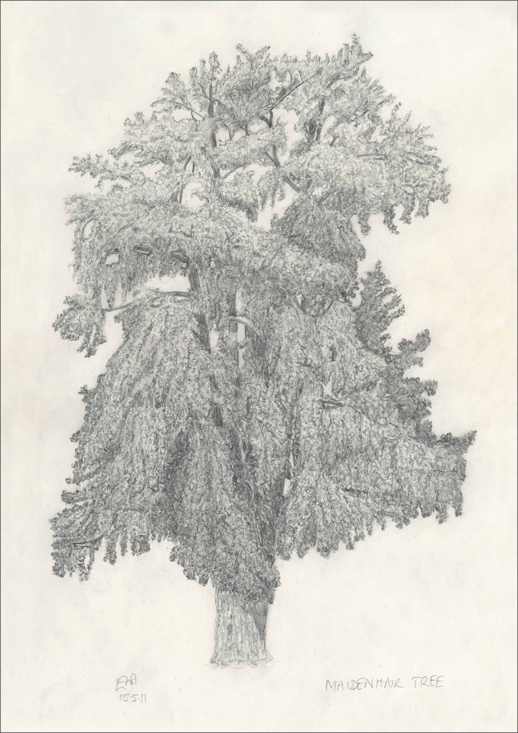 Trees of Royal Botanic Gardens, Kew | Tree drawings